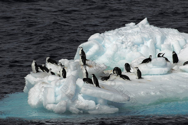 浮冰上的企鹅