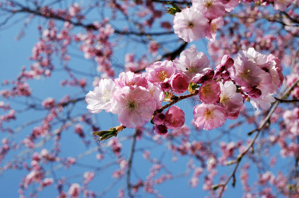 粉红樱花树