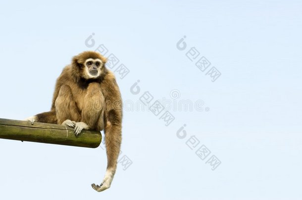 白手长臂猿坐姿