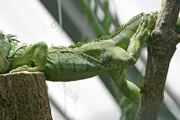 绿鬣蜥1