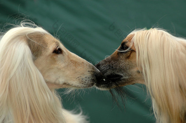 接吻狗
