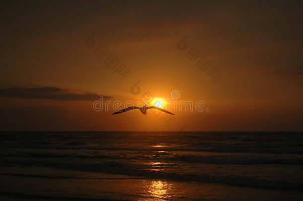 海鸥日出