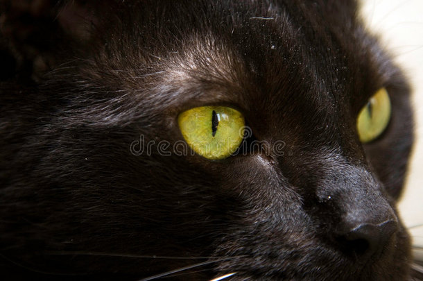黑猫，绿眼睛