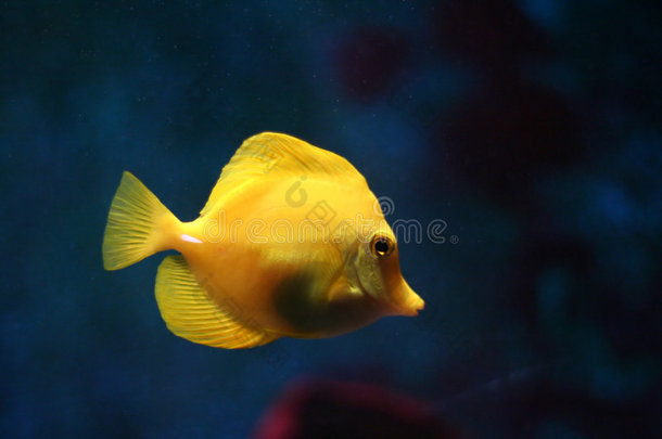 黄色热带鱼#2
