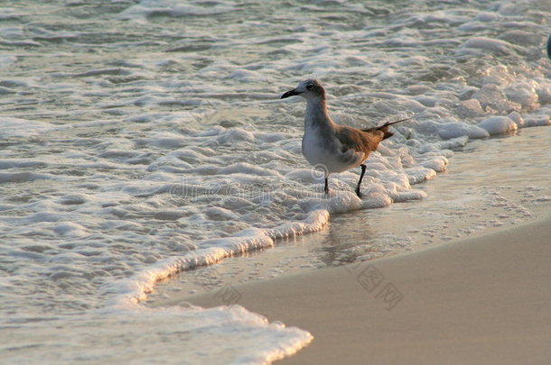 海边的<strong>海鸥</strong>