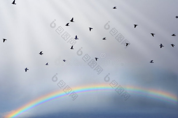 鸟与彩虹