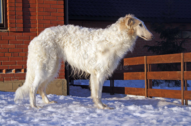 纯种猎狼犬