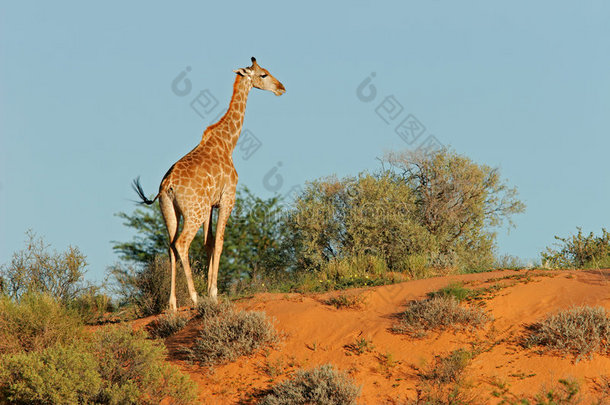 沙丘上的长颈鹿