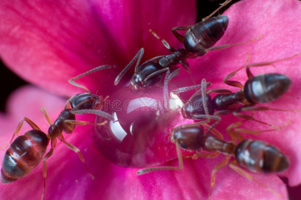 蚂蚁吃一块蜂蜜