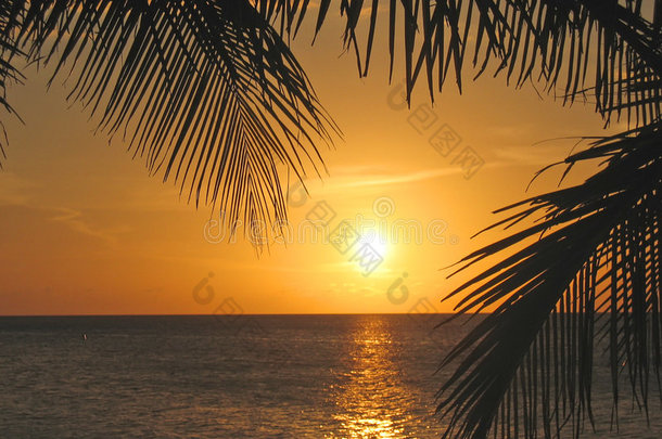 夕阳穿过棕榈树