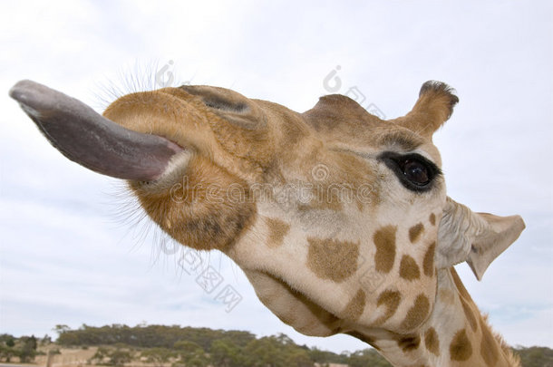 长颈鹿靠近舌头