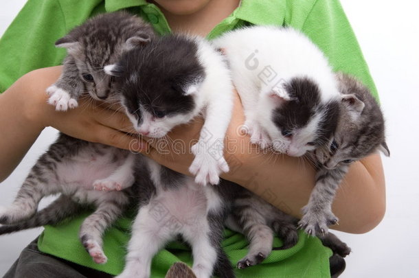 四只小猫被孩子抱着