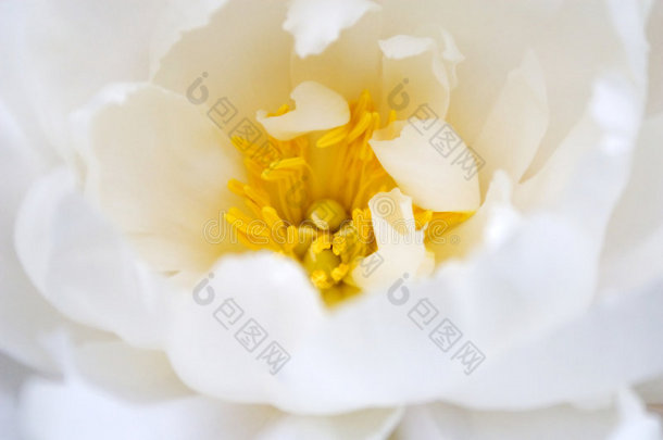 娇嫩的白花盛开