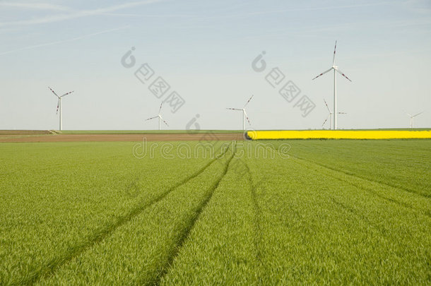风力涡轮机和油菜园