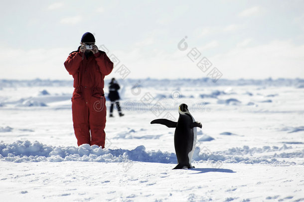 拍企鹅照片的人