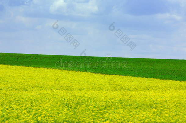 黄绿野