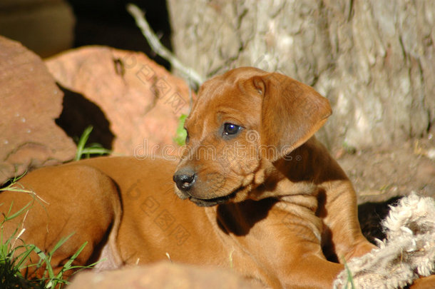 罗得西亚脊背幼犬