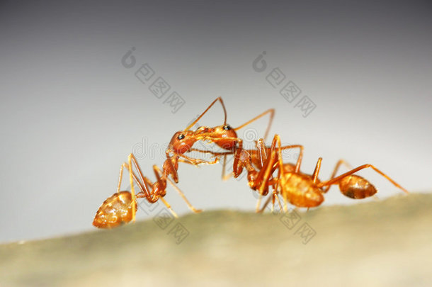<strong>蚂蚁团队</strong>合作