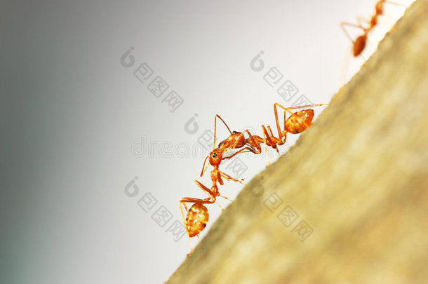 <strong>蚂蚁团队</strong>合作