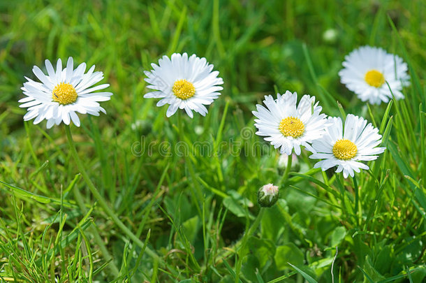 白花草地