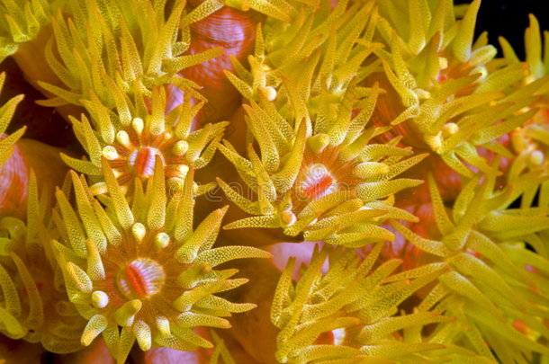 橙色杯状珊瑚