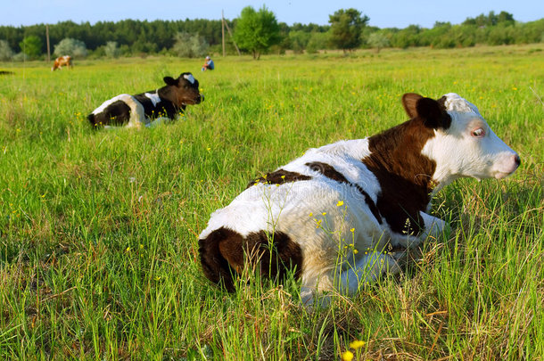 两头母牛躺在春天的田野上