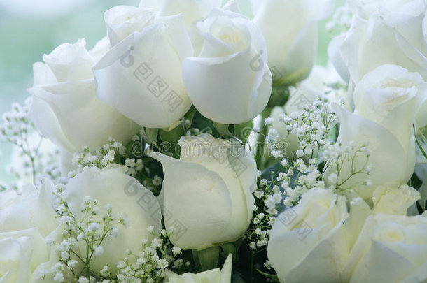 优雅纯白玫瑰