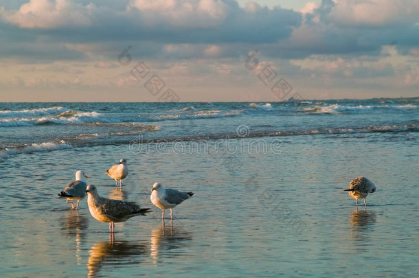 海湾海滩美丽的鸟蓝色