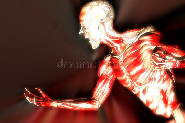 人体肌肉10