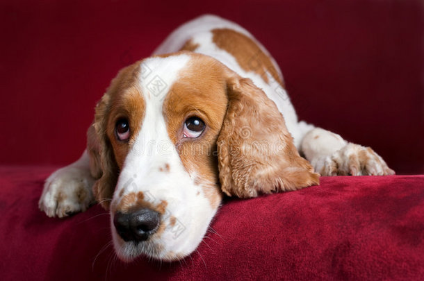 观察力强的可卡猎犬。