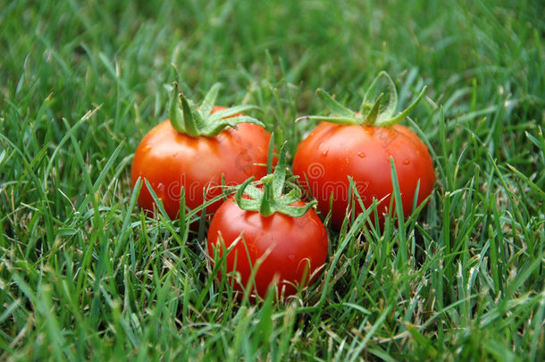 三个西红柿在草地上