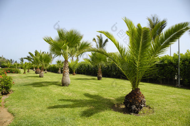 花园里的棕榈树
