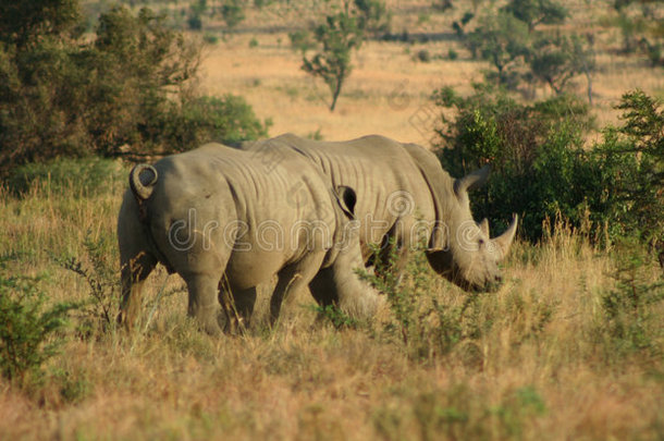 南非犀牛