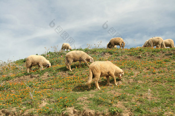 田园诗般的羊群凝视着卡伦