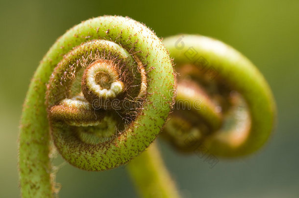 蕨类（蕨类植物）