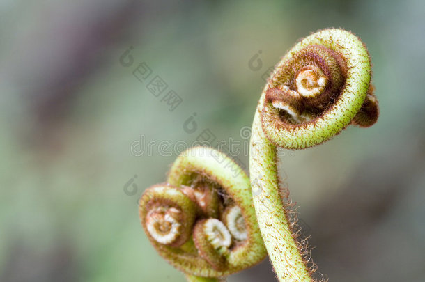 蕨类（蕨类植物）