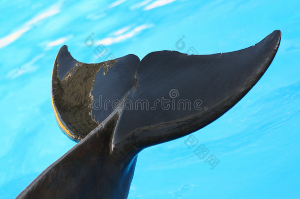 海豚的尾巴。