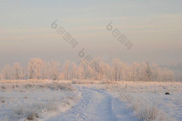 雪地里的冬日树