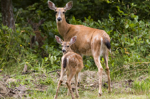 母鹿和小鹿