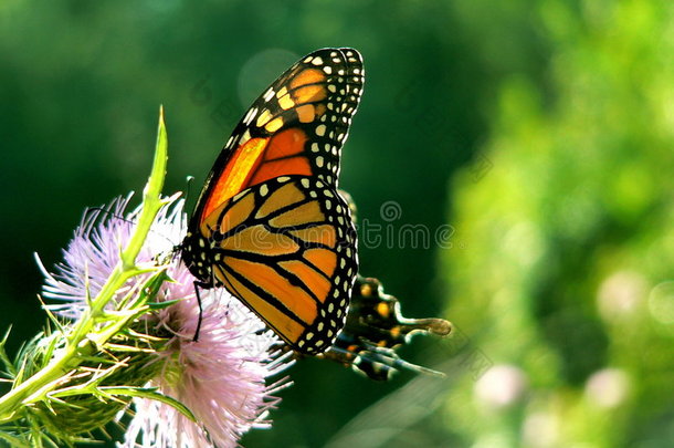 蝴蝶精致的脆弱的君主橙色