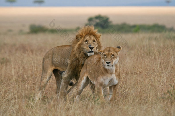 狮子和狮子