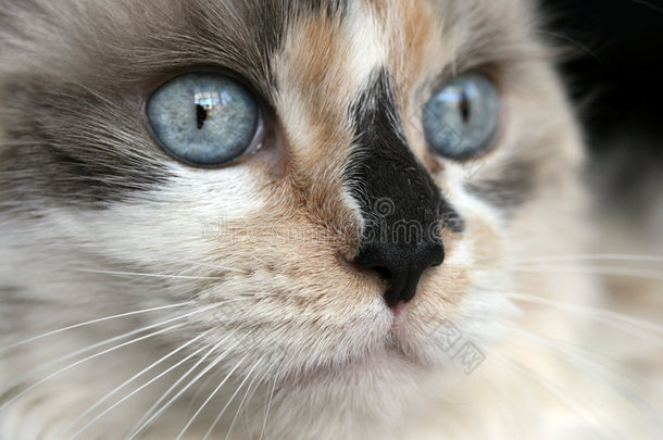 蓝眼睛的可爱猫