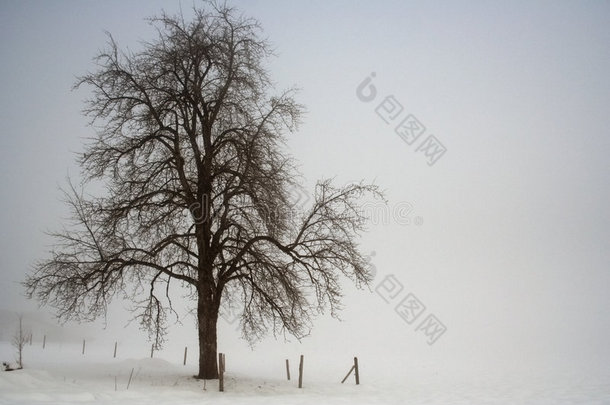 冬日树