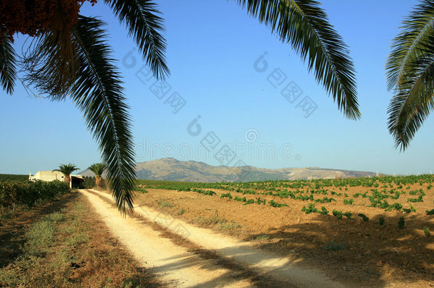 土路上的棕榈枝