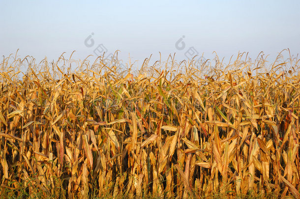 季末玉米