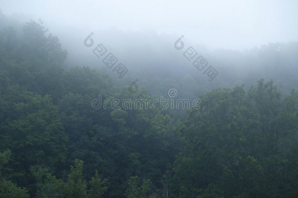 露水雾森林绿色植物树叶