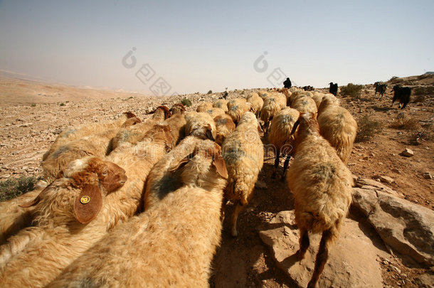 有羊群的牧羊人