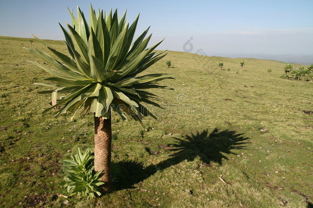 四面山<strong>半边</strong>莲