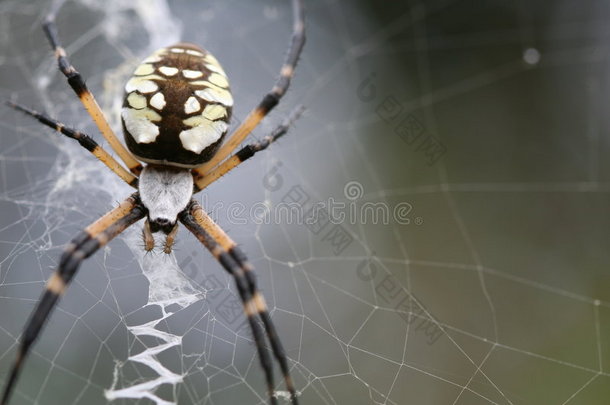 蜘蛛网上的斑点蜘蛛