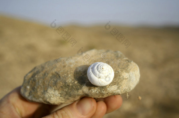 塞德伯克沙漠的化石